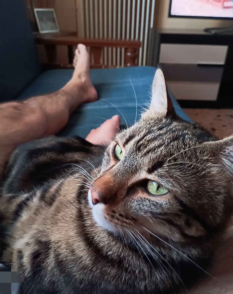 Cat, looking at the camera with controlled menance.