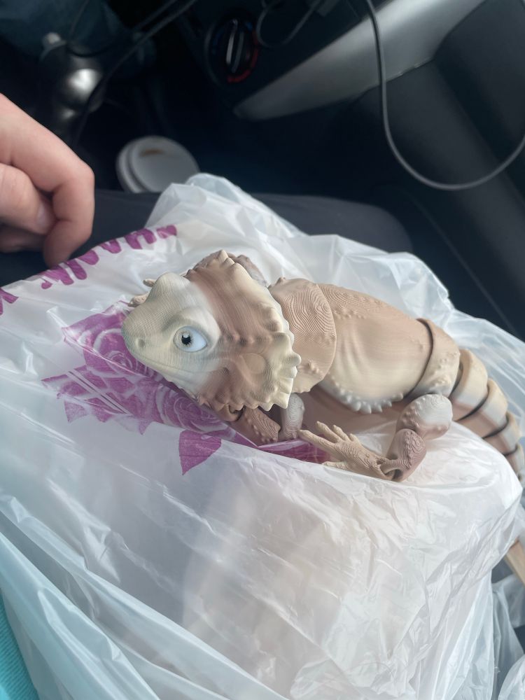 fidget toy bearded dragon lounging on takeout