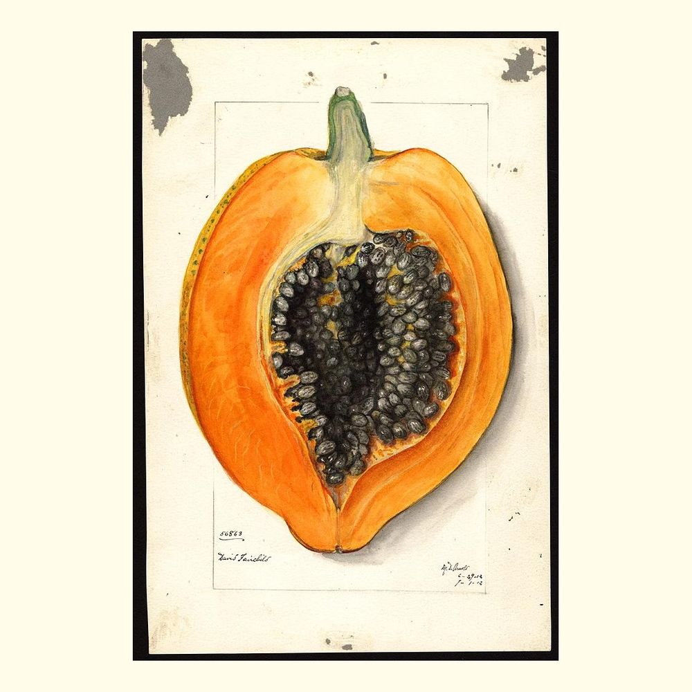 papayas, painted by mary daisy arnold, 1912