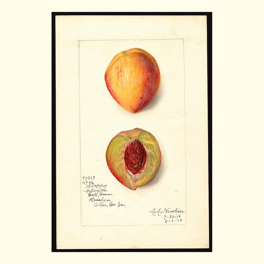 slappy peaches, painted by amanda almira newton, 1910