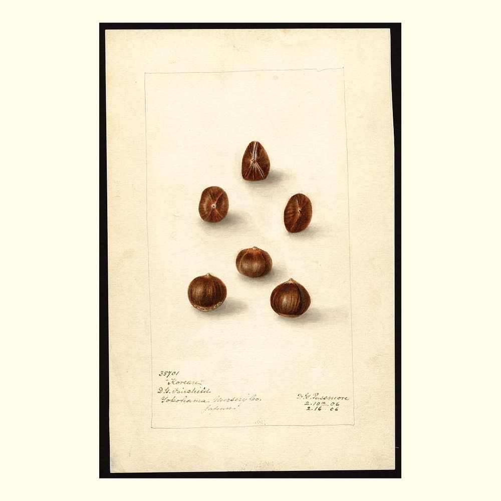 korean hazelnuts, painted by deborah griscom passmore, 1906