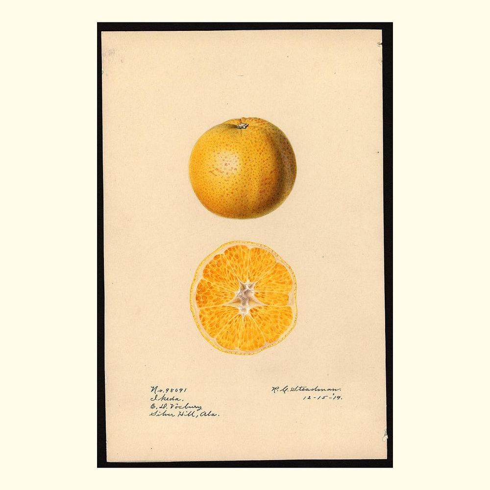 ikeda oranges, painted by royal charles steadman, 1919