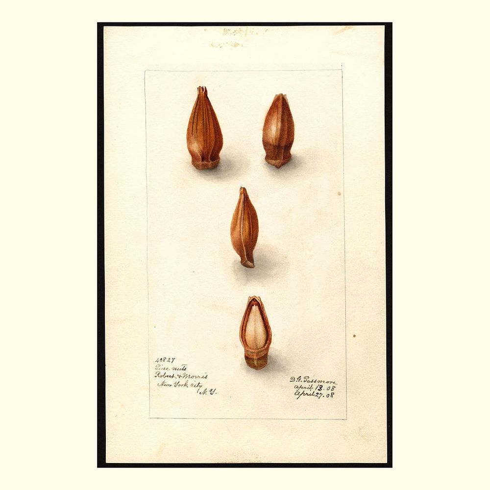 italian stone pine, painted by deborah griscom passmore, 1908