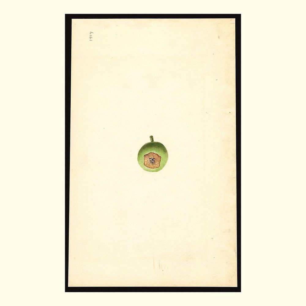 jonathan apples, painted by james marion shull, 1925