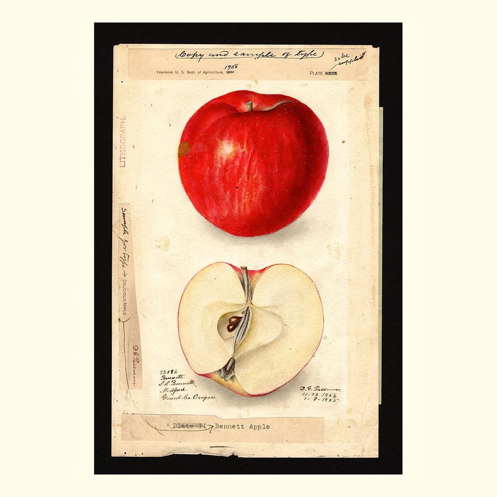 bennett apples, painted by deborah griscom passmore, 1905