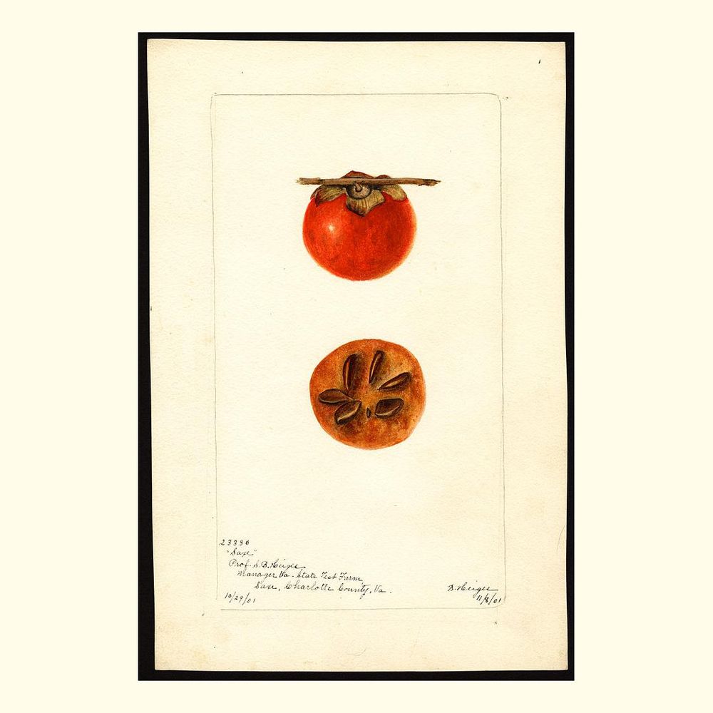saxe persimmons, painted by bertha heiges, 1901