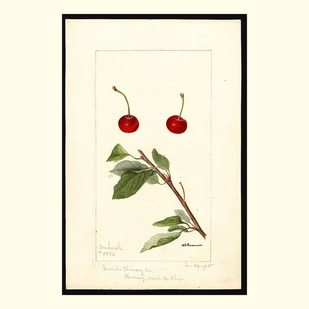 wabash cherries, painted by deborah griscom passmore, 1895