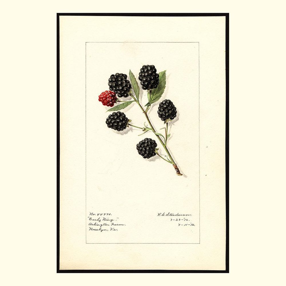 early king blackberries, painted by royal charles steadman, 1916