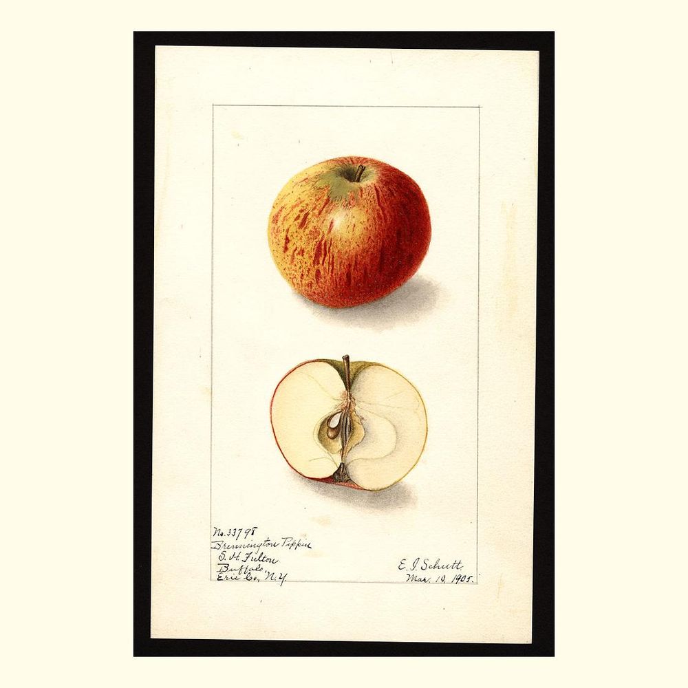 brewington pippin apples, painted by ellen isham schutt, 1905