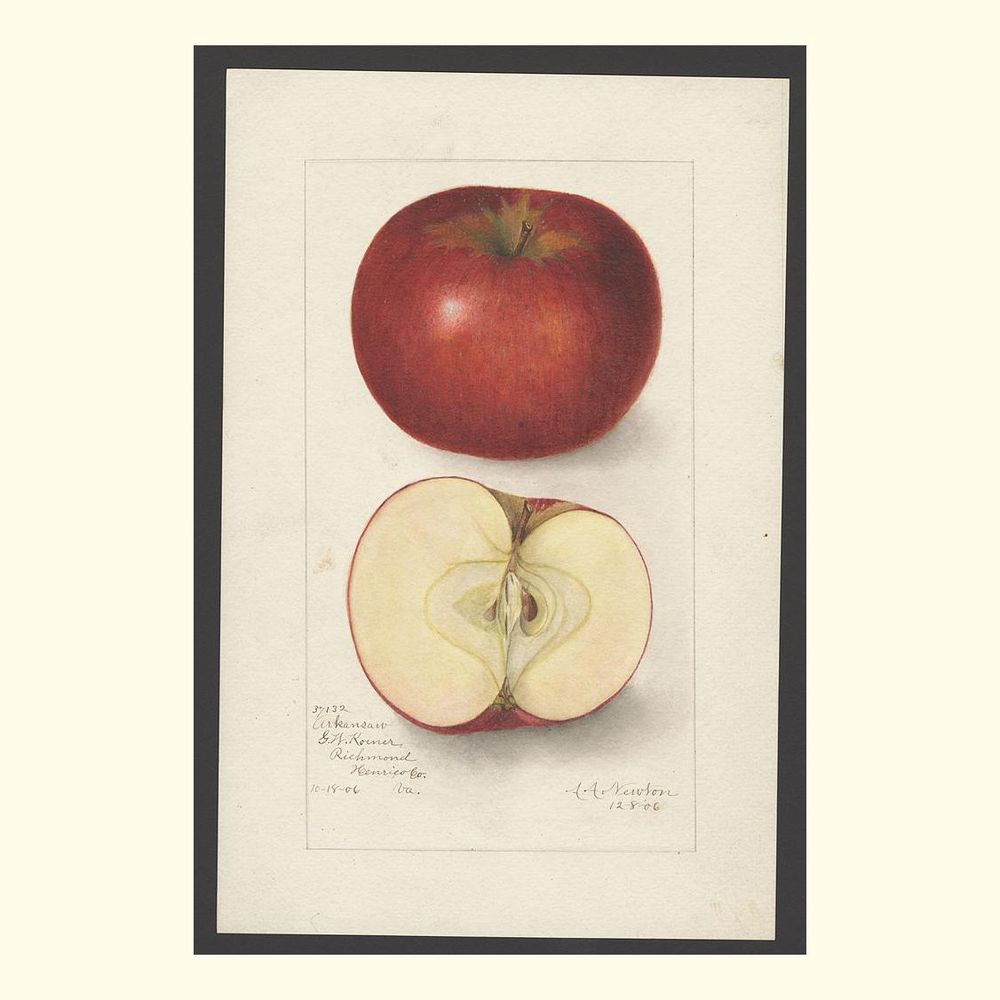 arkansas apples, painted by amanda almira newton, 1906