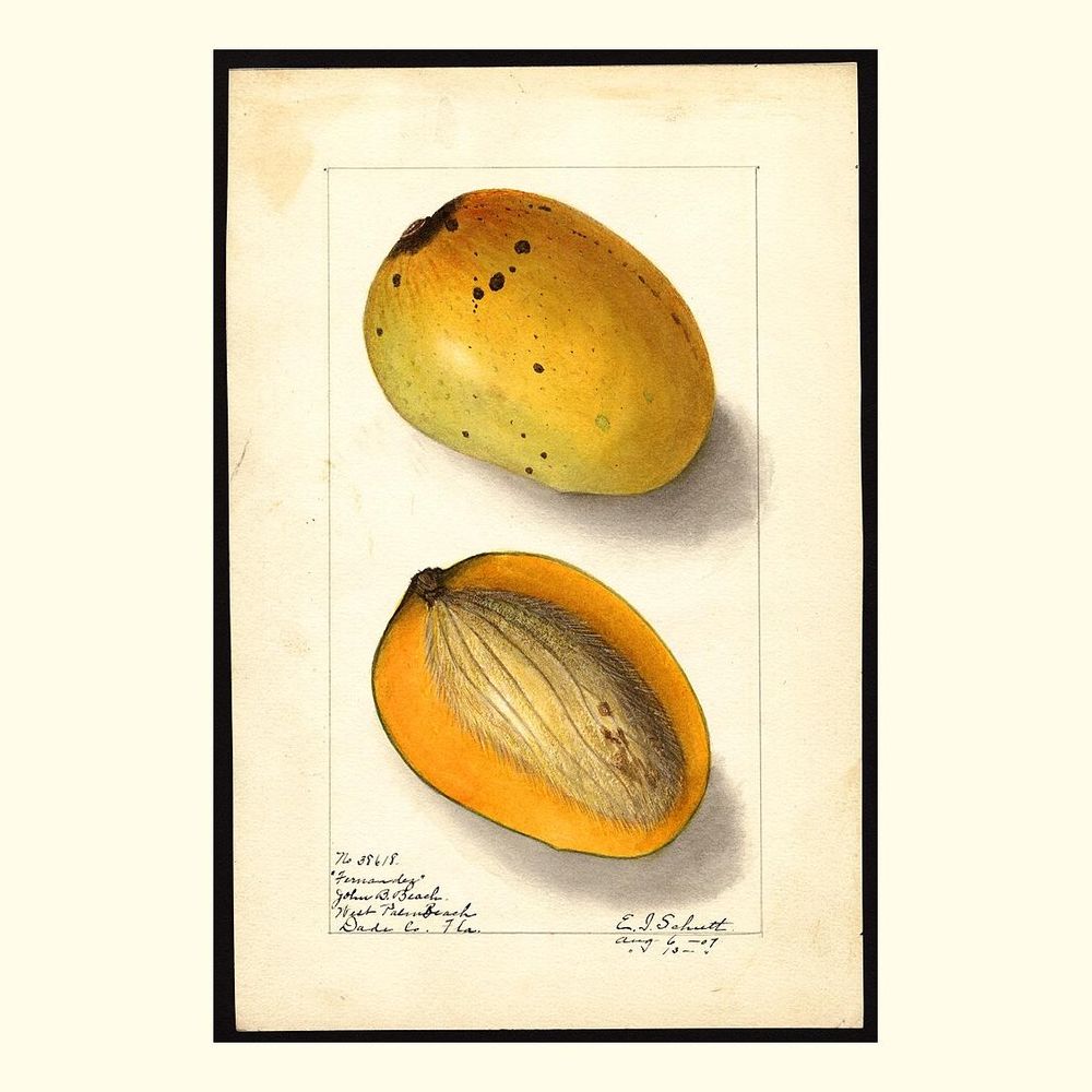 fernandez mangoes, painted by ellen isham schutt, 1907
