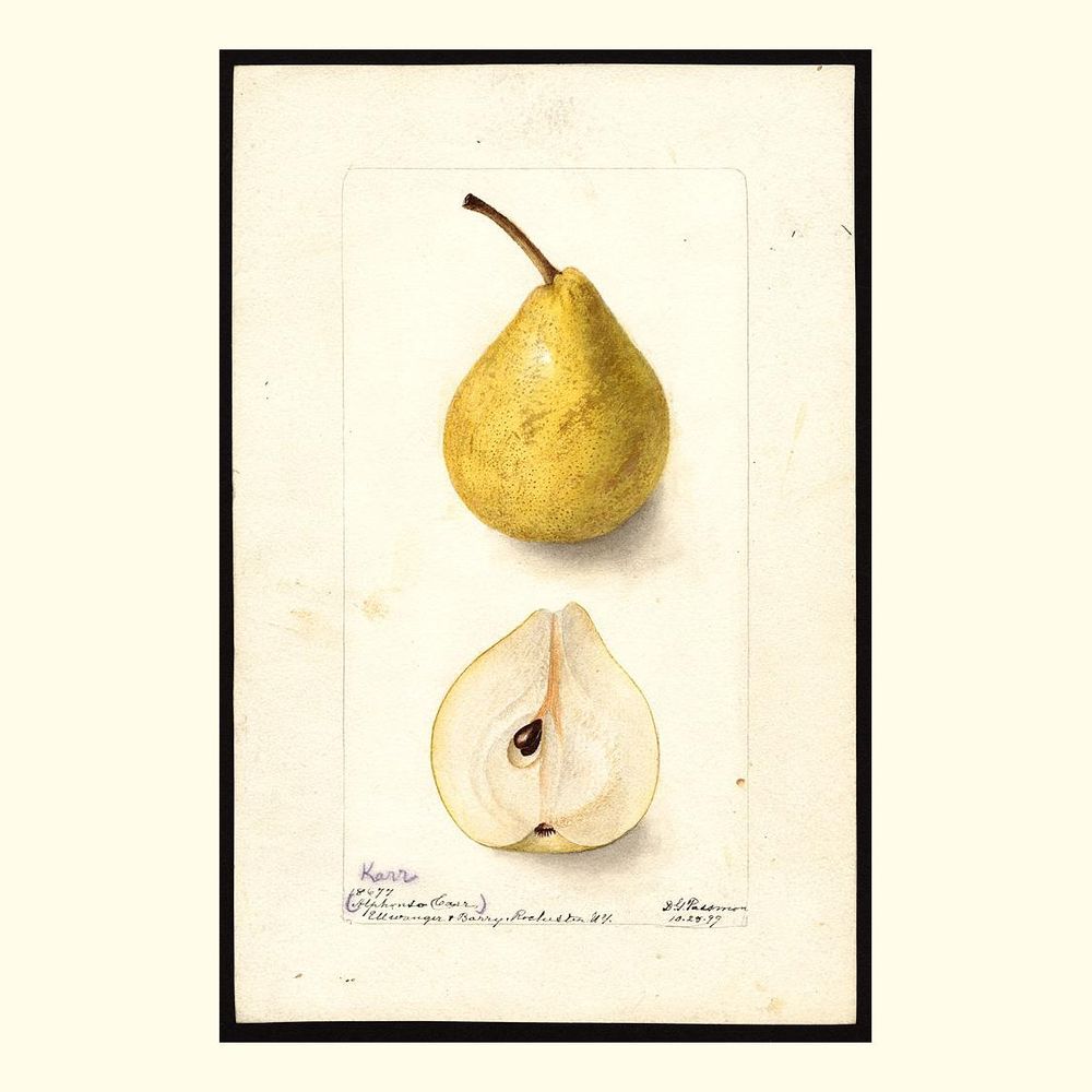 karr pears, painted by deborah griscom passmore, 1899