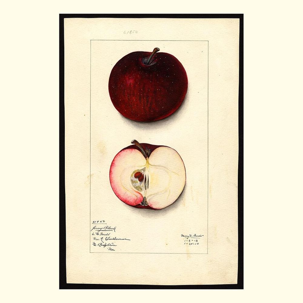 jersey black apples, painted by mary daisy arnold, 1913