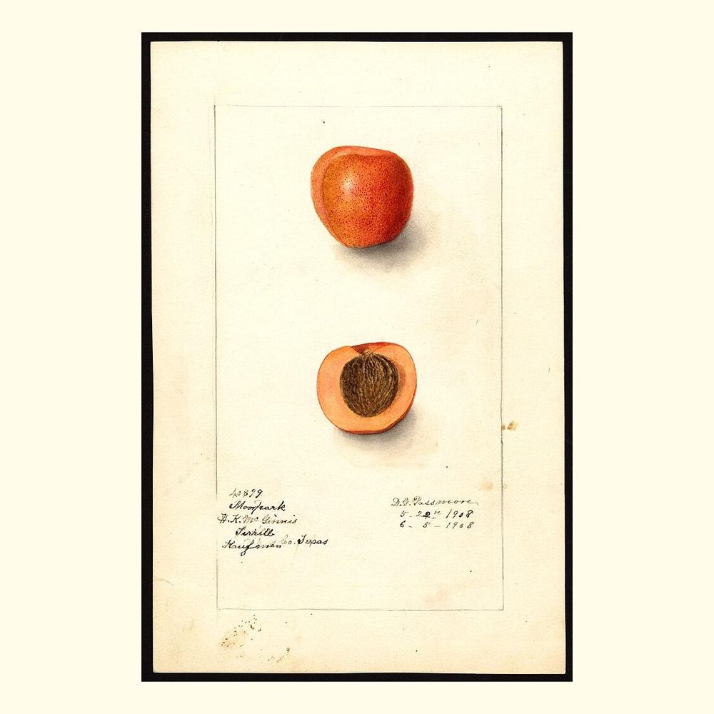 moorpark japanese apricot, painted by deborah griscom passmore, 1908