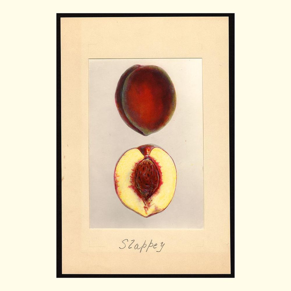 slappey peaches, painted by mary daisy arnold, 1937