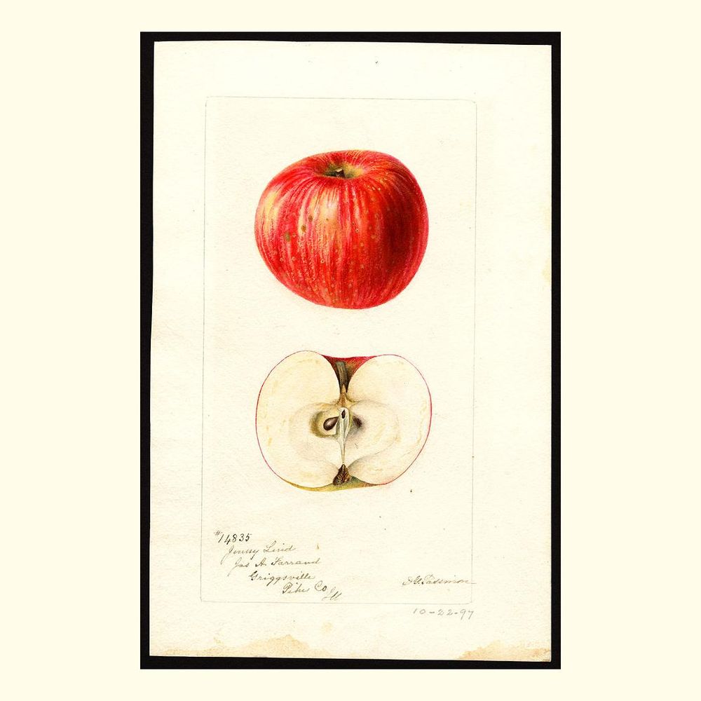 jenny lind apples, painted by deborah griscom passmore, 1897
