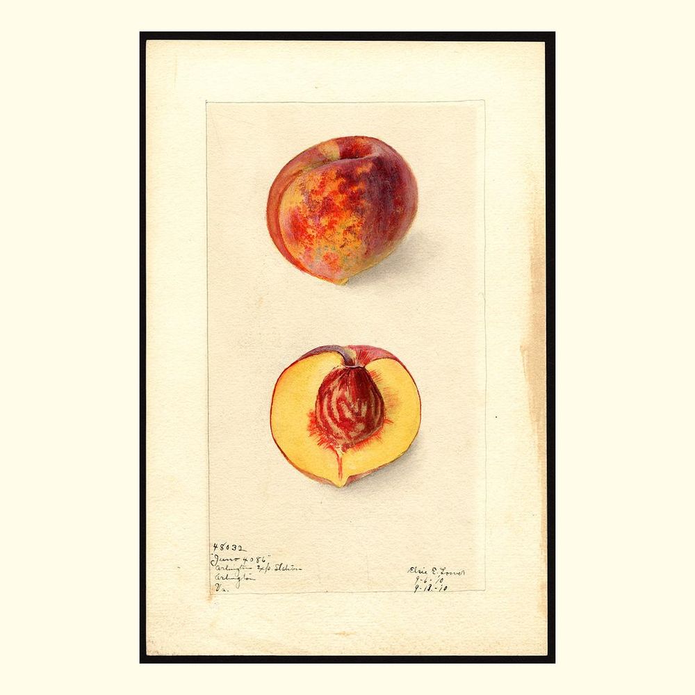 juno peaches, painted by elsie e. lower, 1910