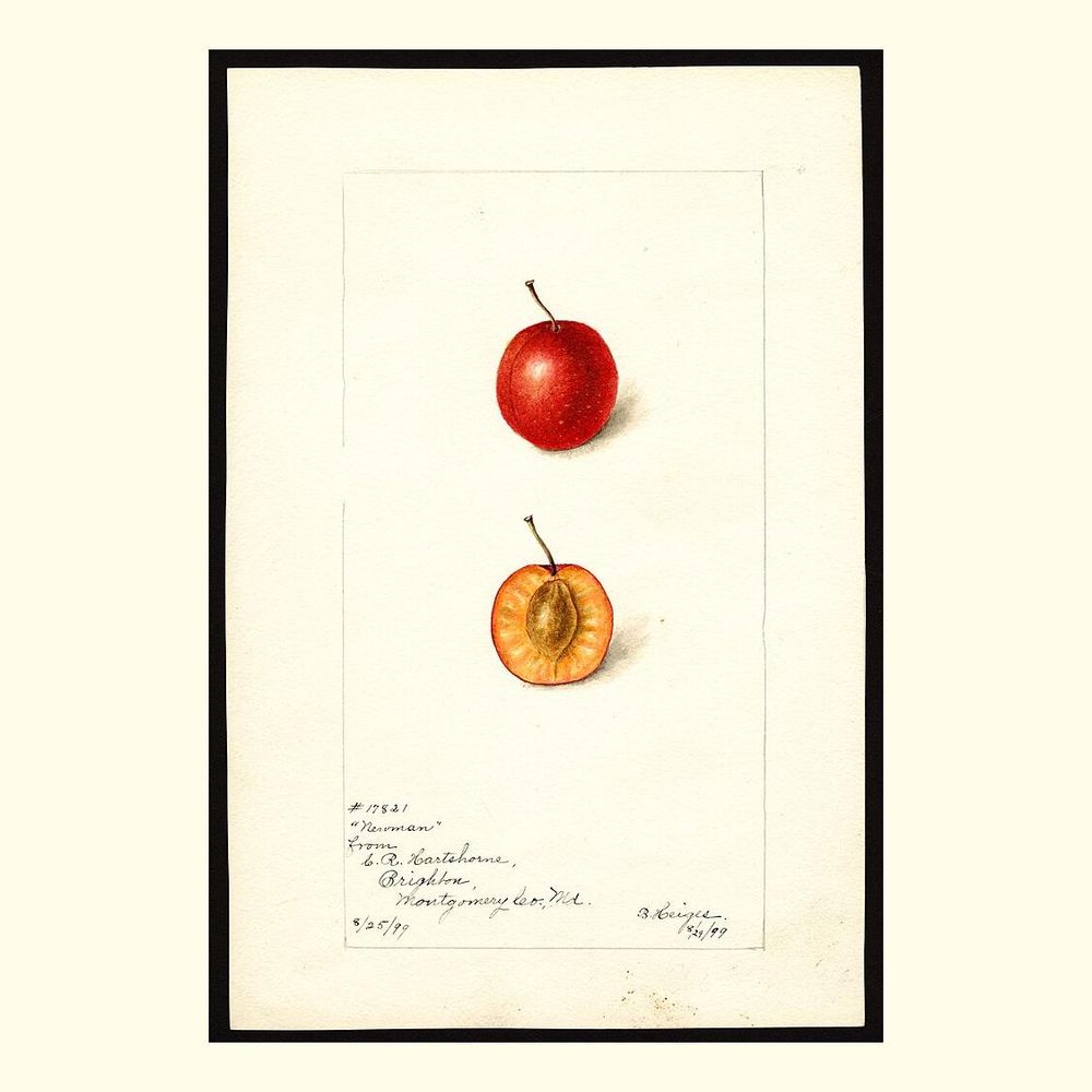 newman plums, painted by bertha heiges, 1899