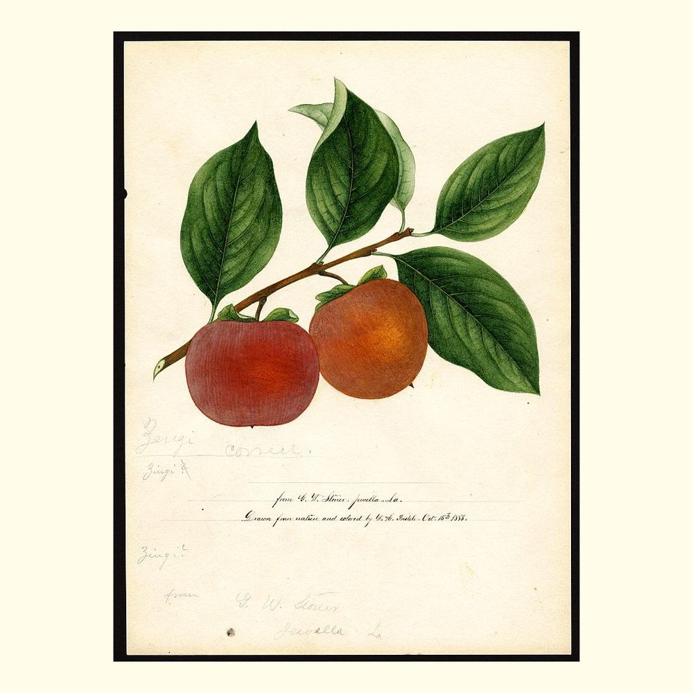 zengi persimmons, painted by william henry prestele, 1888
