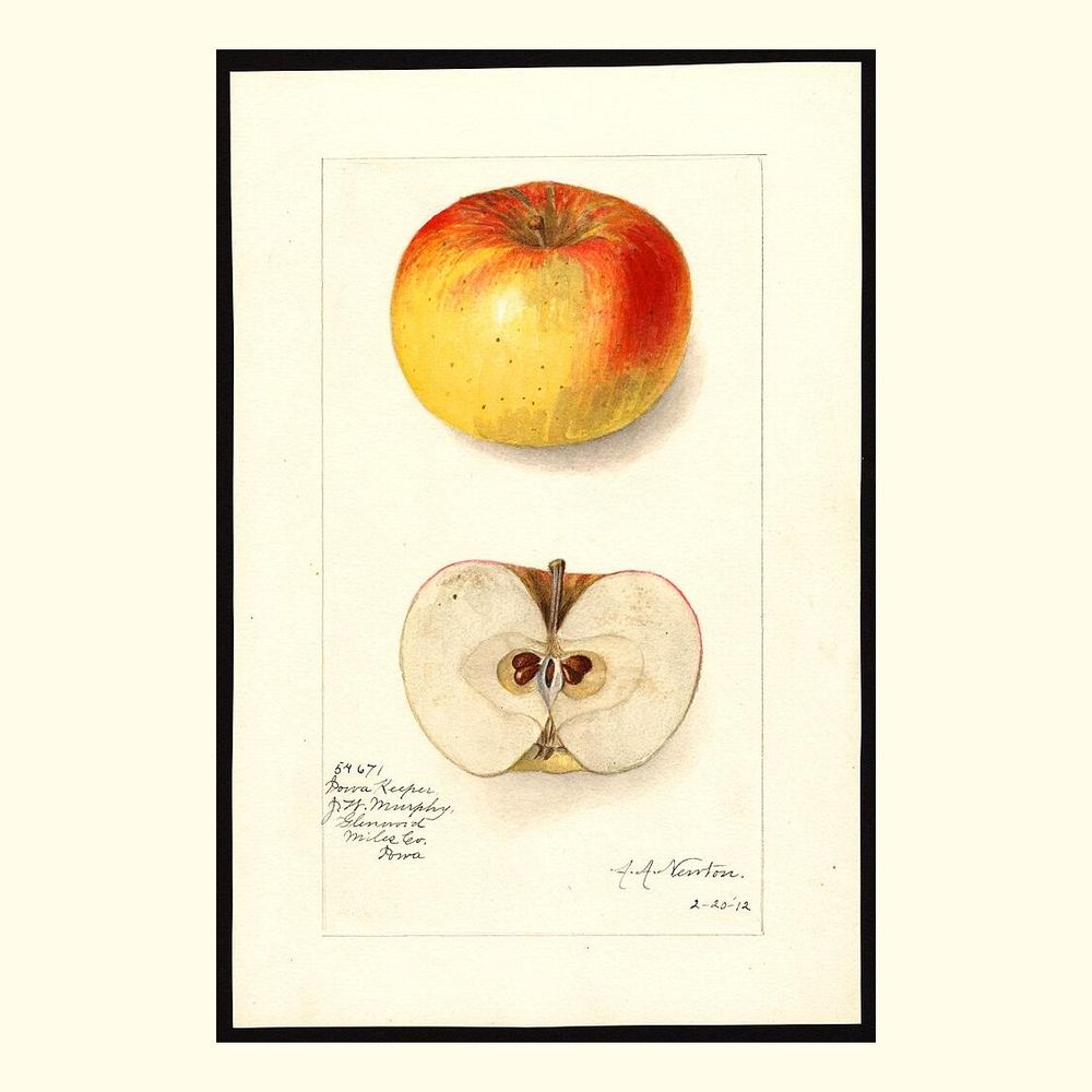 iowa keeper apples, painted by amanda almira newton, 1912