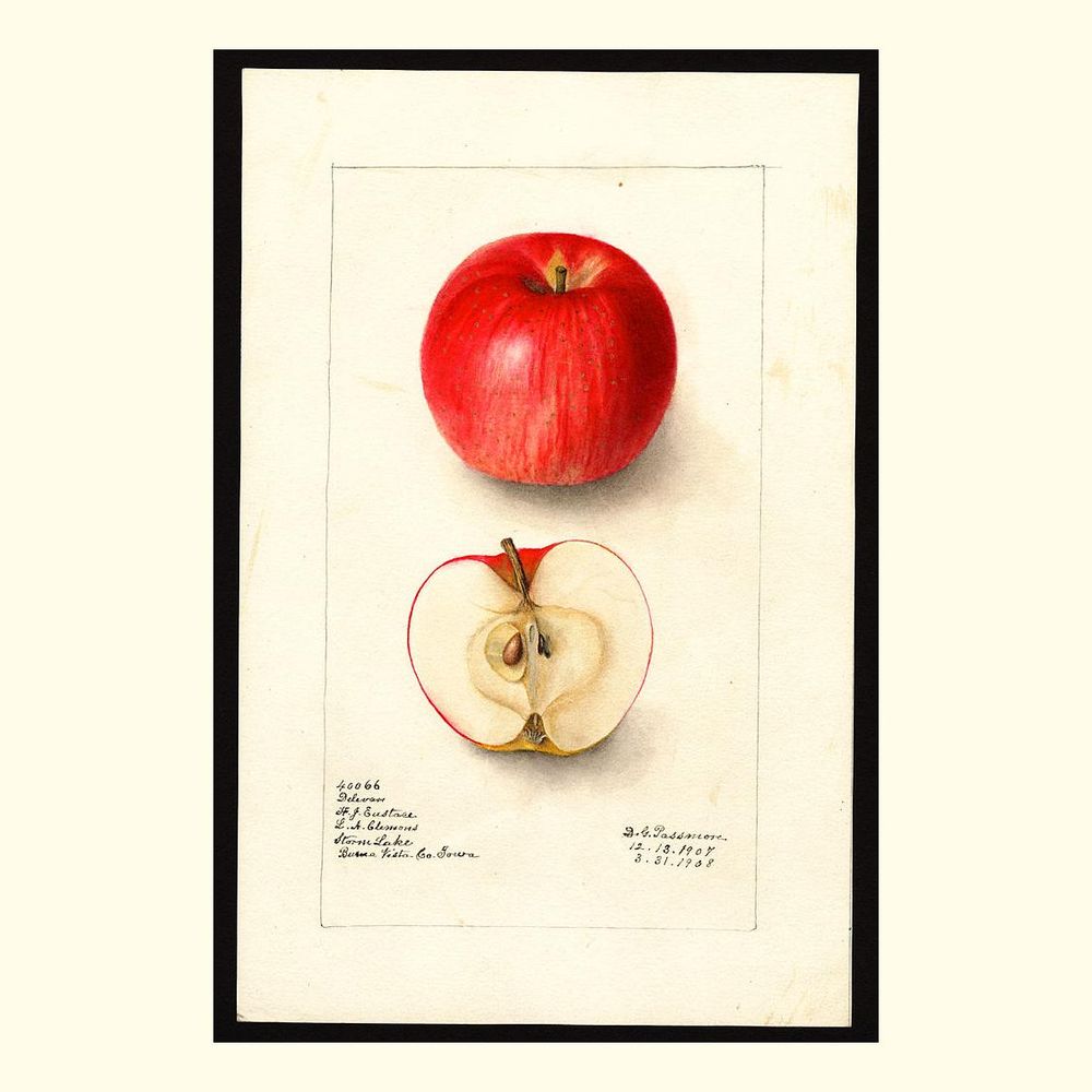 delevan apples, painted by deborah griscom passmore, 1908