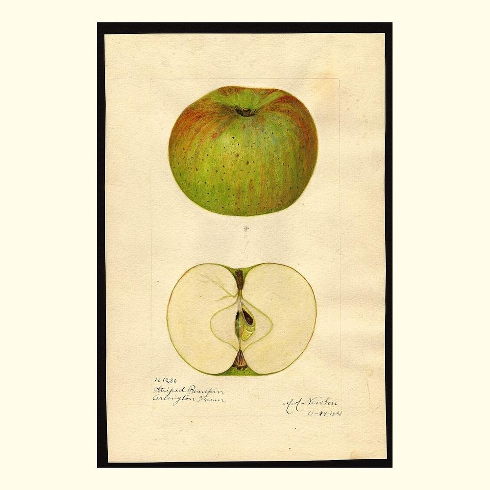 striped beaupin apples, painted by amanda almira newton, 1921