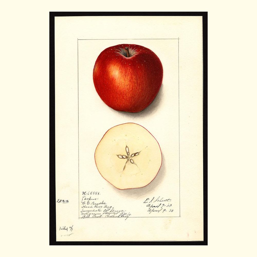 esopus apples, painted by ellen isham schutt, 1913