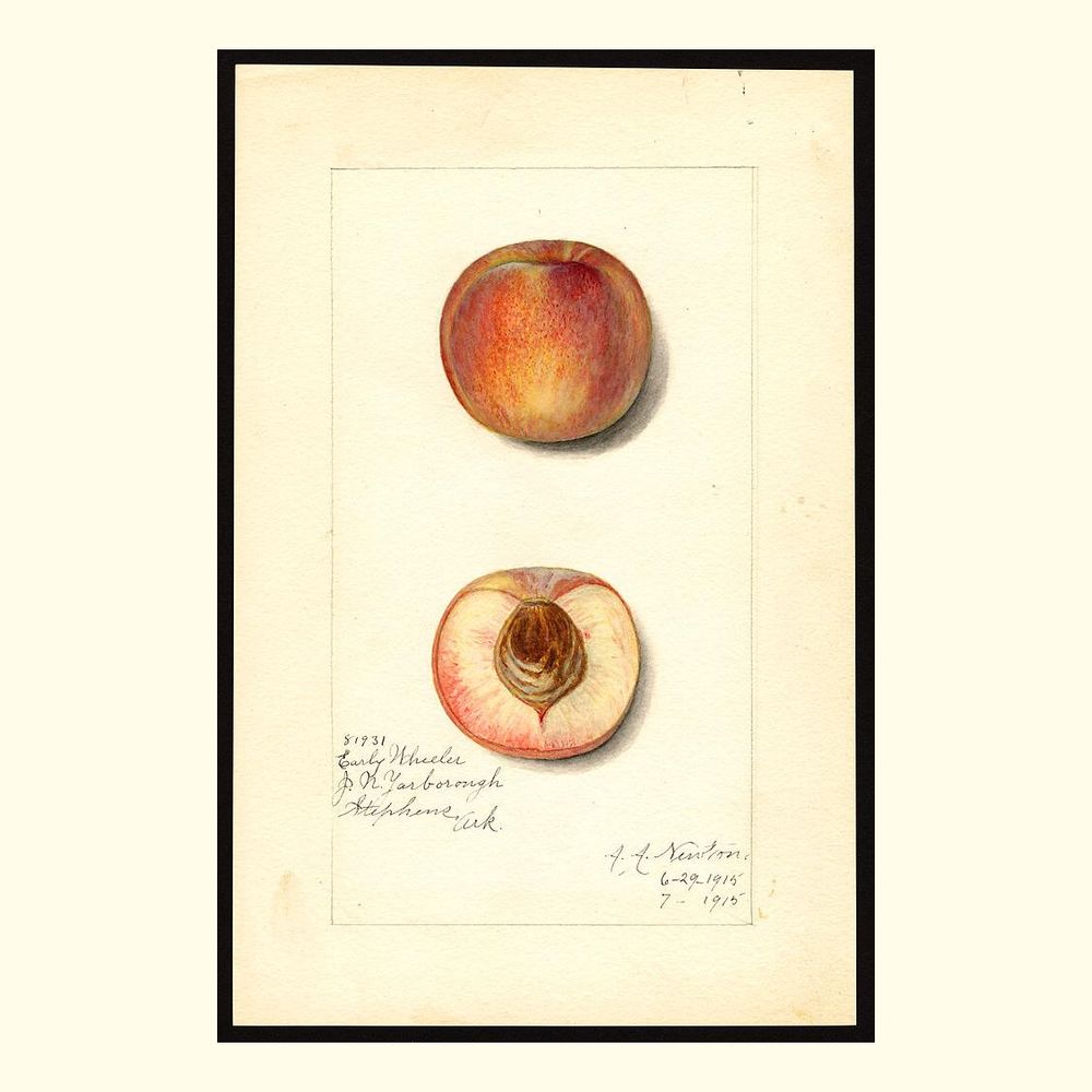 early wheeler peaches, painted by amanda almira newton, 1915