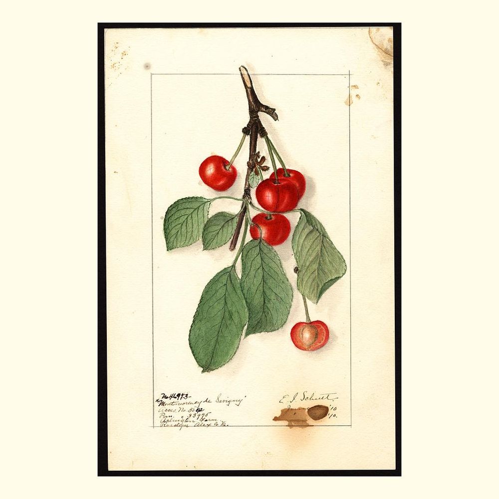 montmorency de savigny cherries, painted by ellen isham schutt, 1910