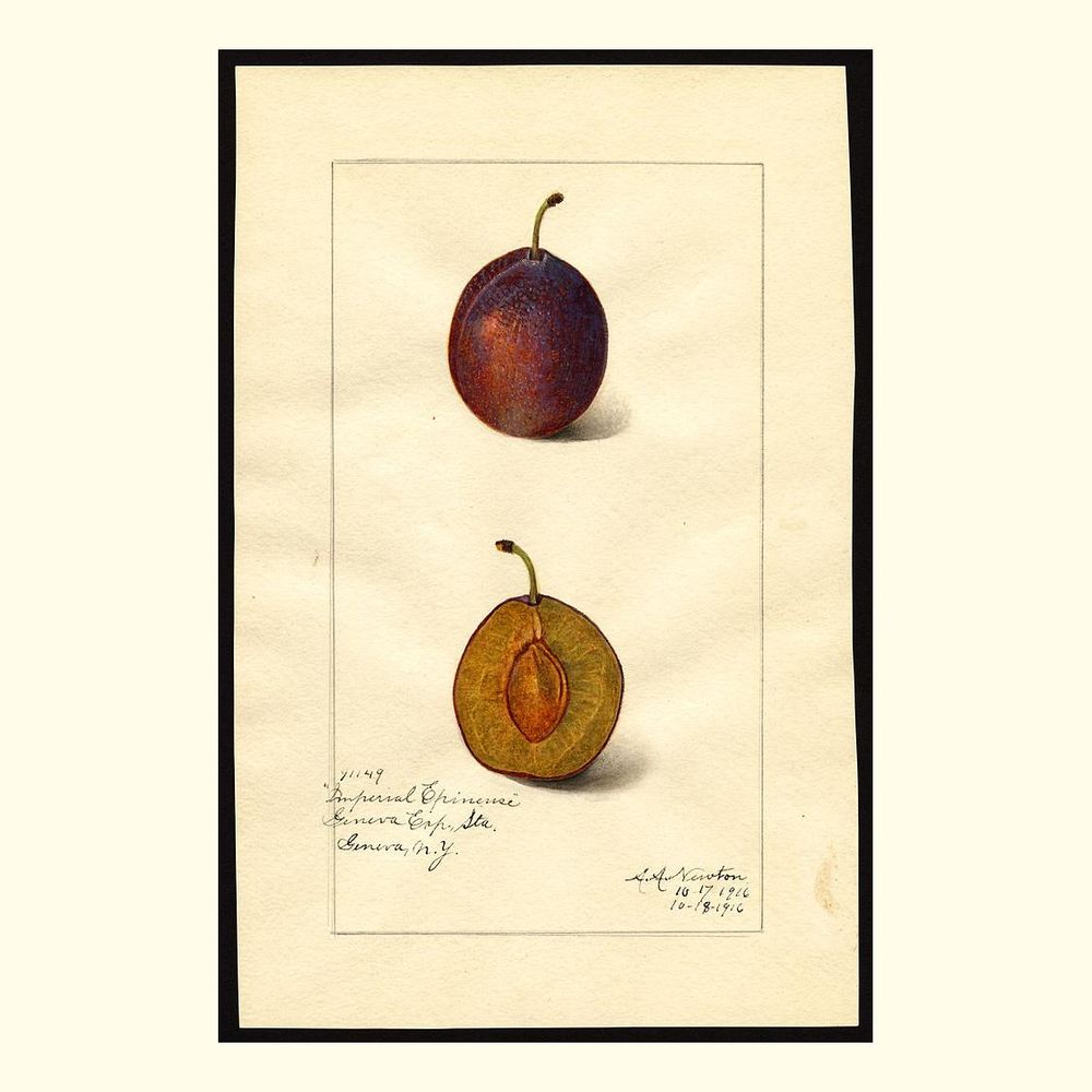 imperial epineuse plums, painted by amanda almira newton, 1916