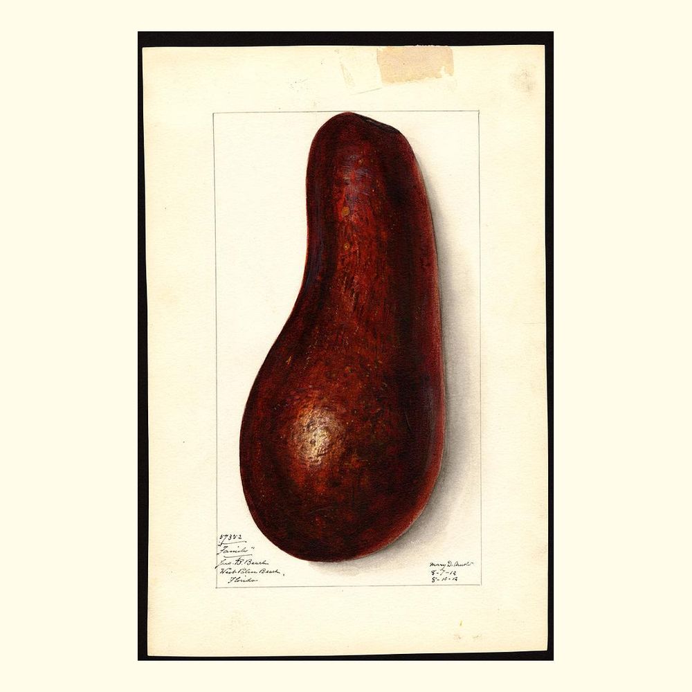 family avocados, painted by mary daisy arnold, 1912