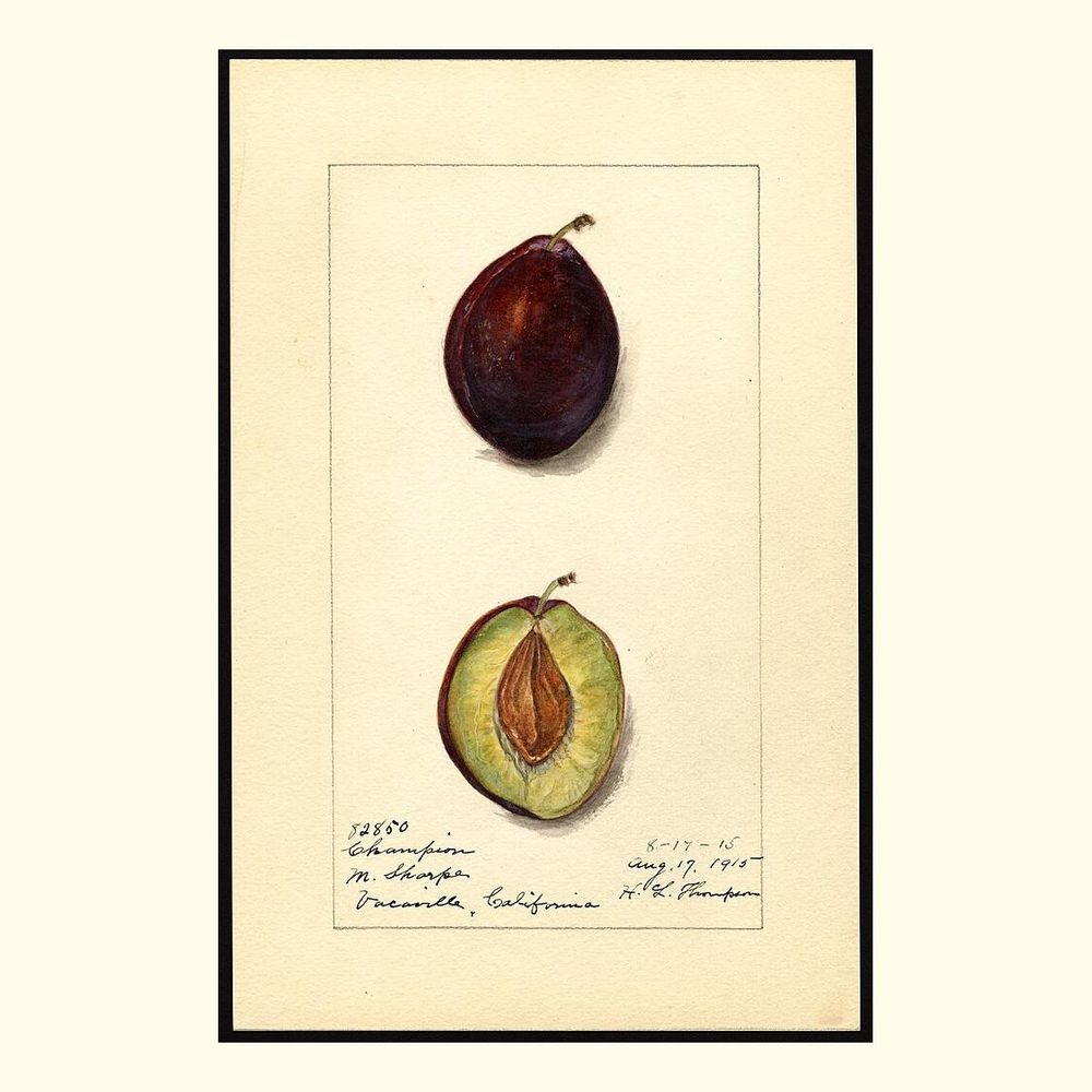 champion plums, painted by harriet l. thompson, 1915