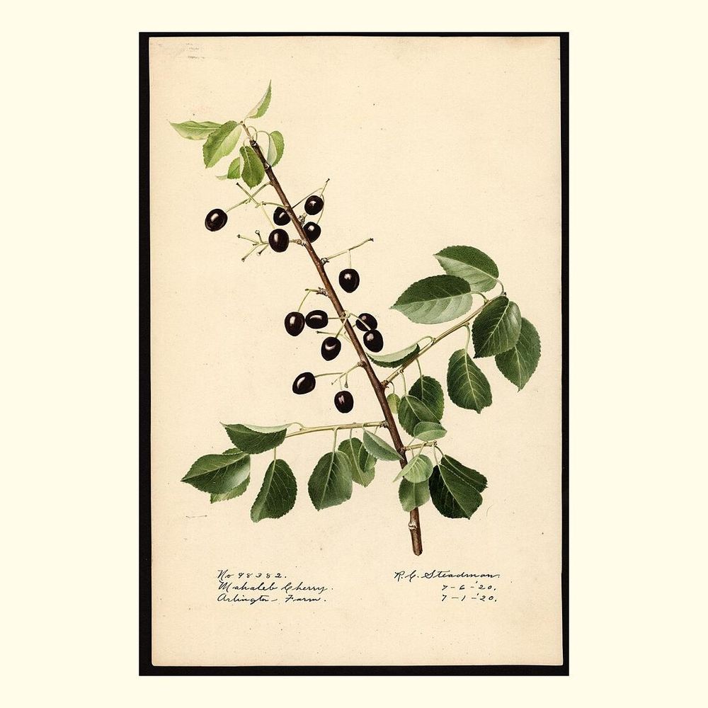 mahaleb cherry cherries, painted by royal charles steadman, 1920