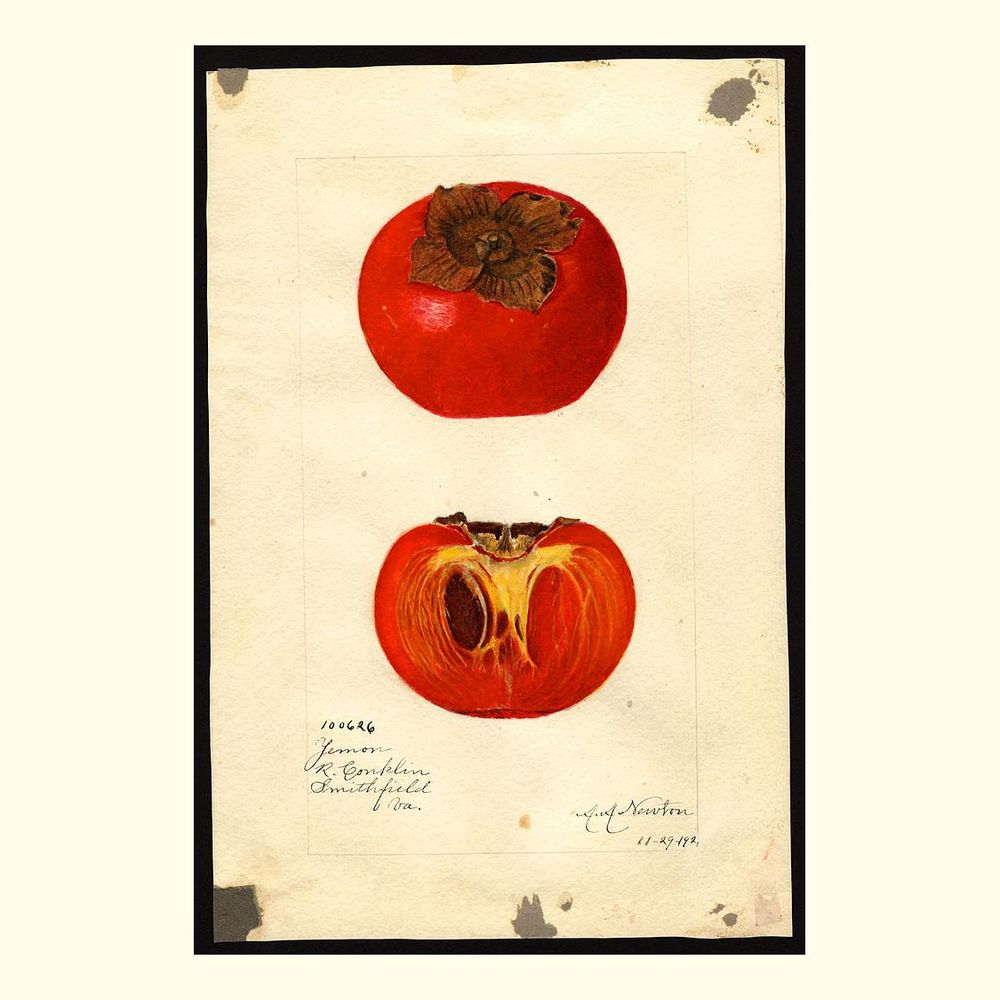 yemon persimmons, painted by amanda almira newton, 1921