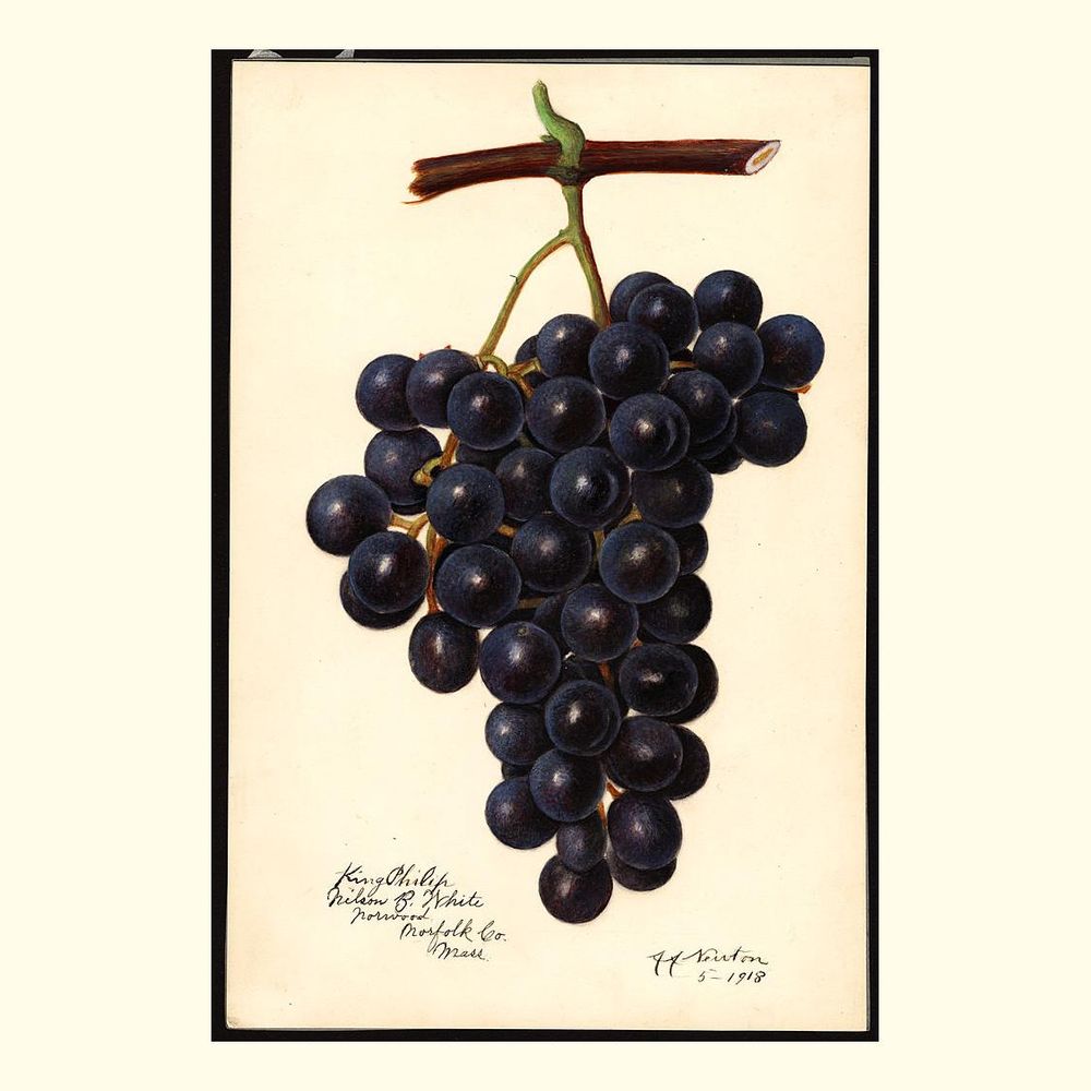 king philip grapes, painted by amanda almira newton, 1918