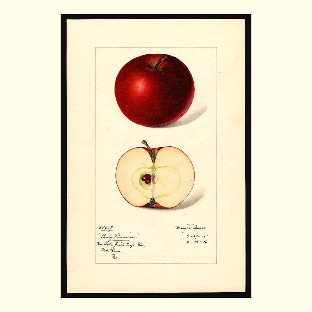 ruby pearmain apples, painted by mary daisy arnold, 1916