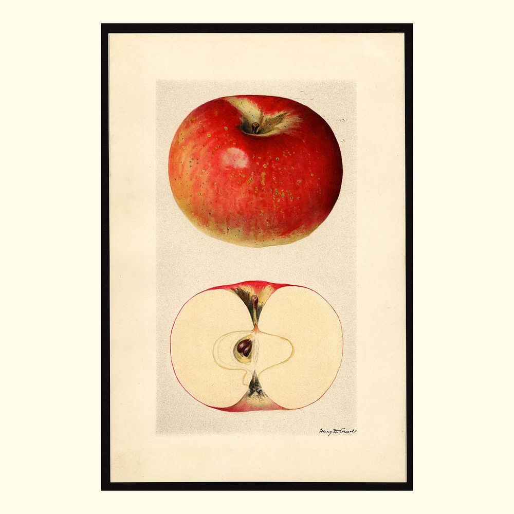 mccord apples, painted by mary daisy arnold