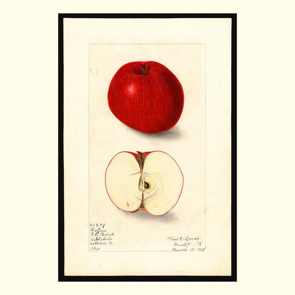 wagner apples, painted by elsie e. lower, 1908