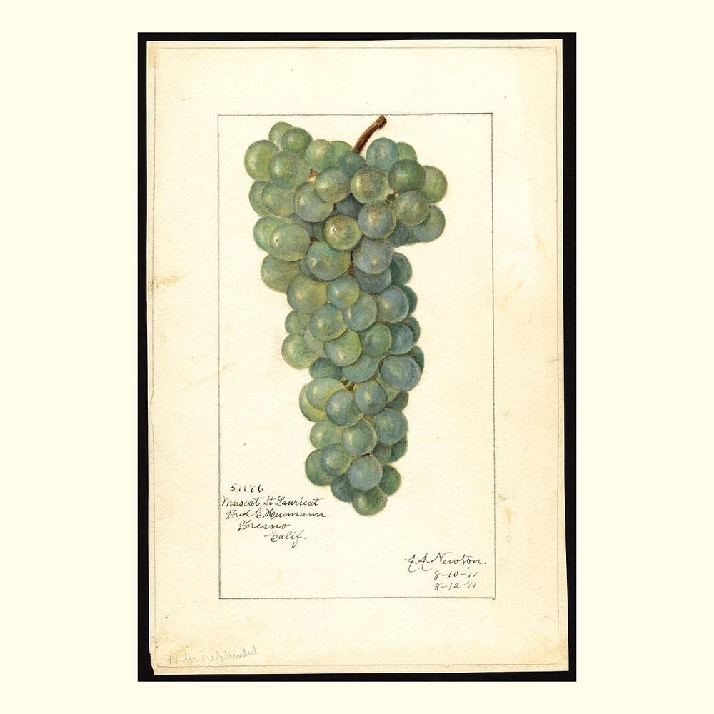 muscat st. laurient grapes, painted by amanda almira newton, 1911