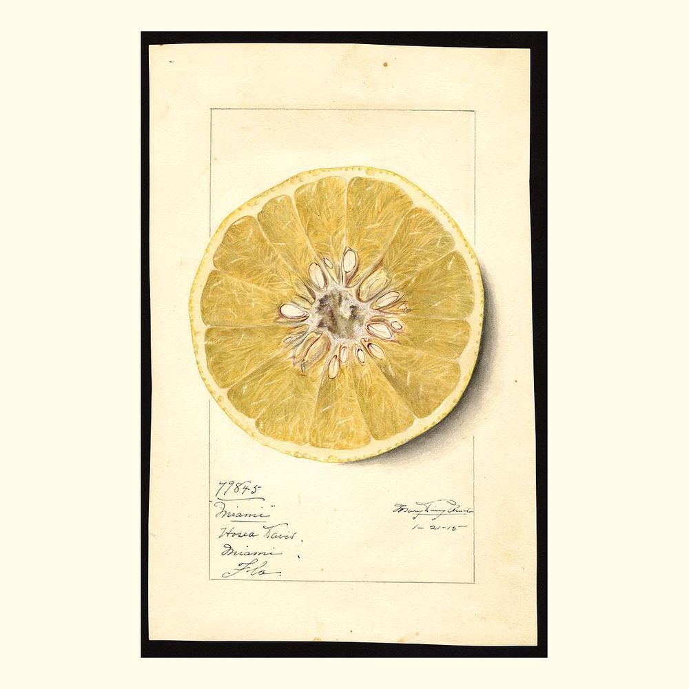 miami grapefruits, painted by mary daisy arnold, 1915