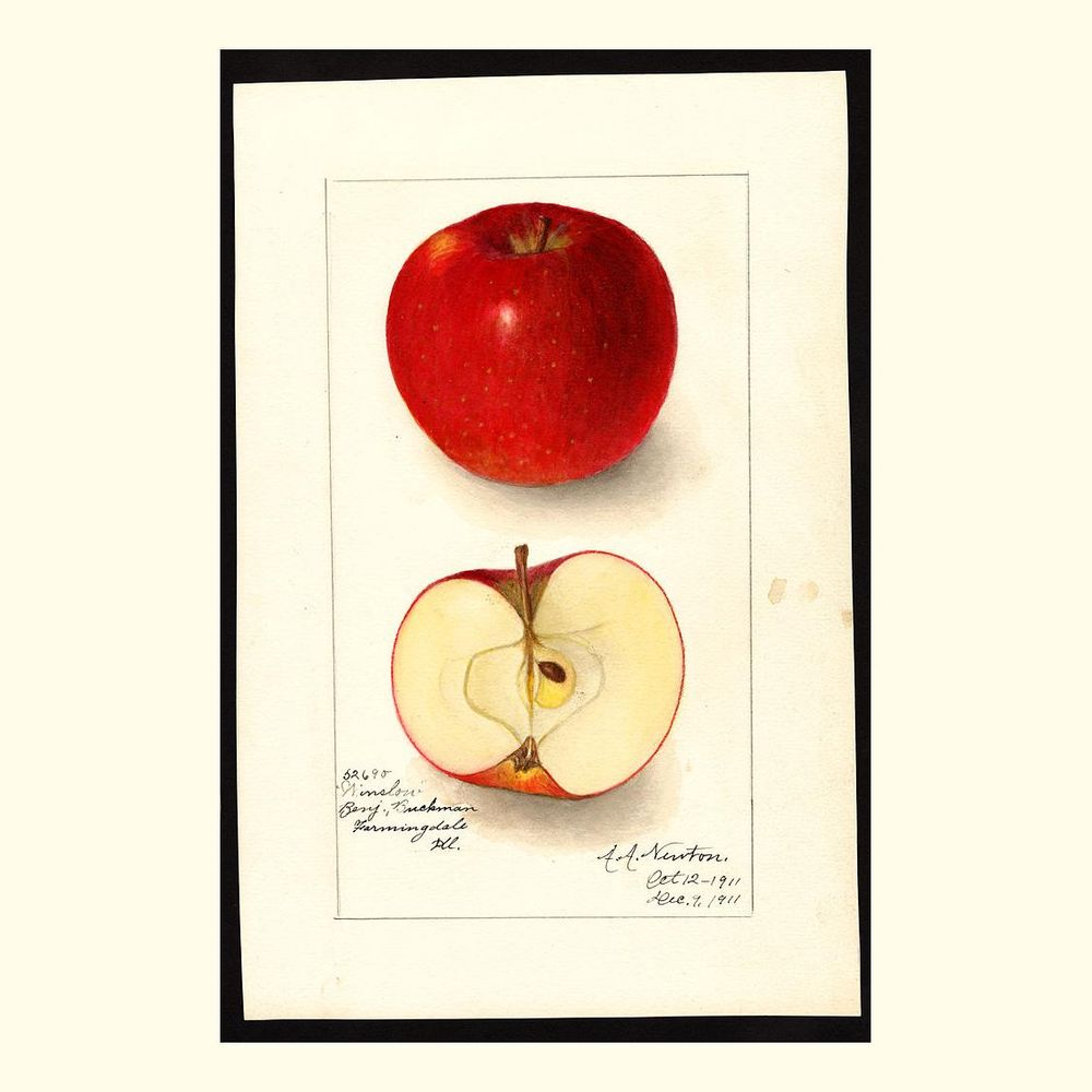 winslow apples, painted by amanda almira newton, 1911
