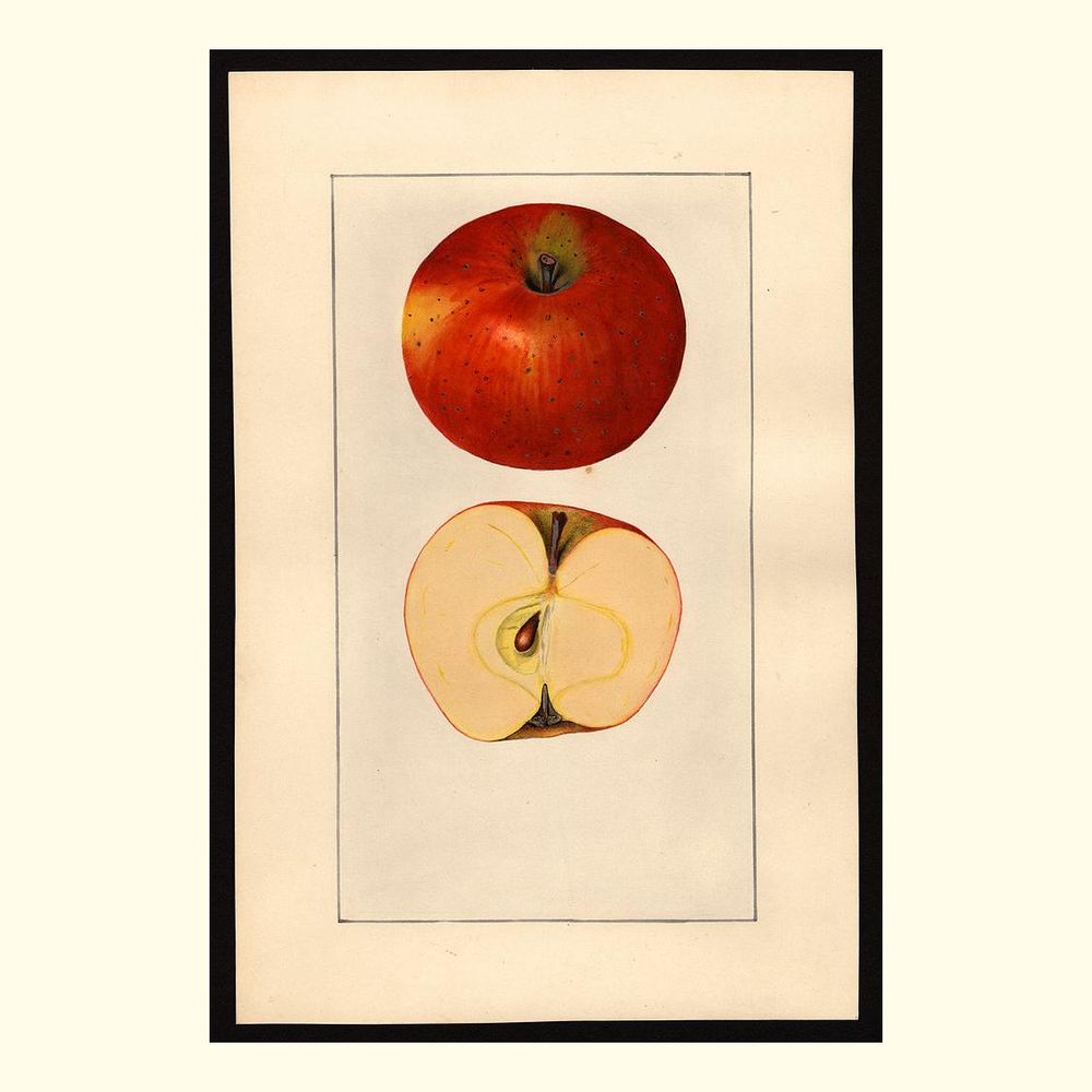 nero apples, painted by mary daisy arnold, 1925