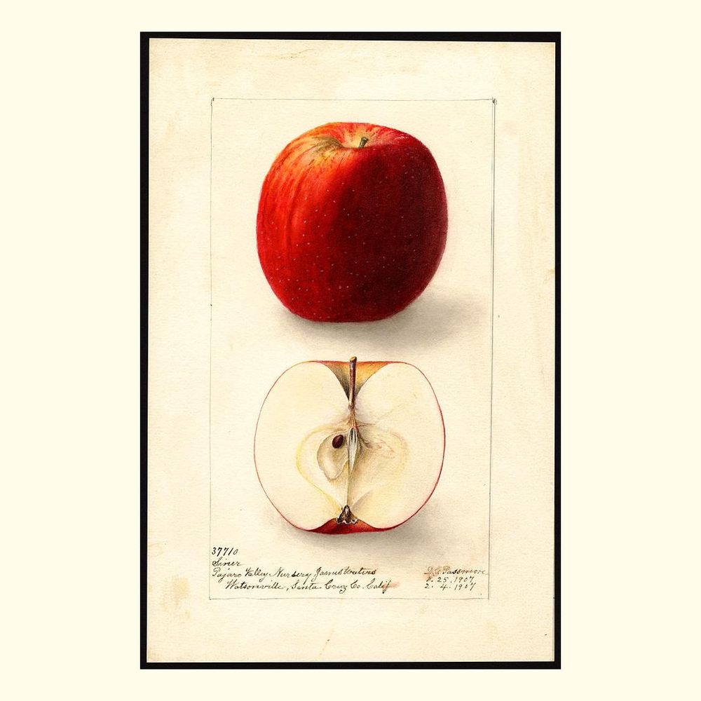 siner apples, painted by deborah griscom passmore, 1907