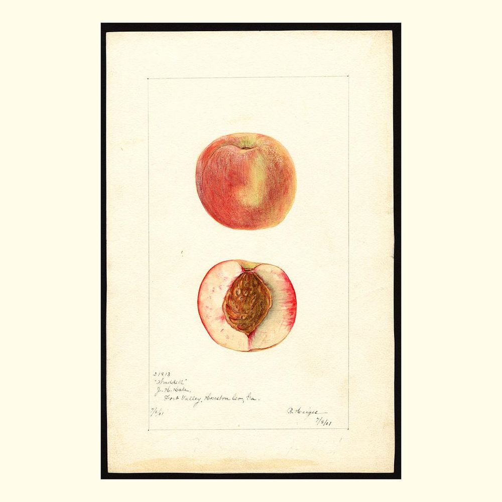 waddell peaches, painted by bertha heiges, 1901