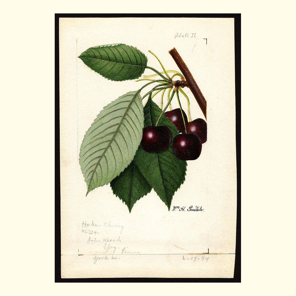 hoke cherries, painted by william henry prestele, 1894