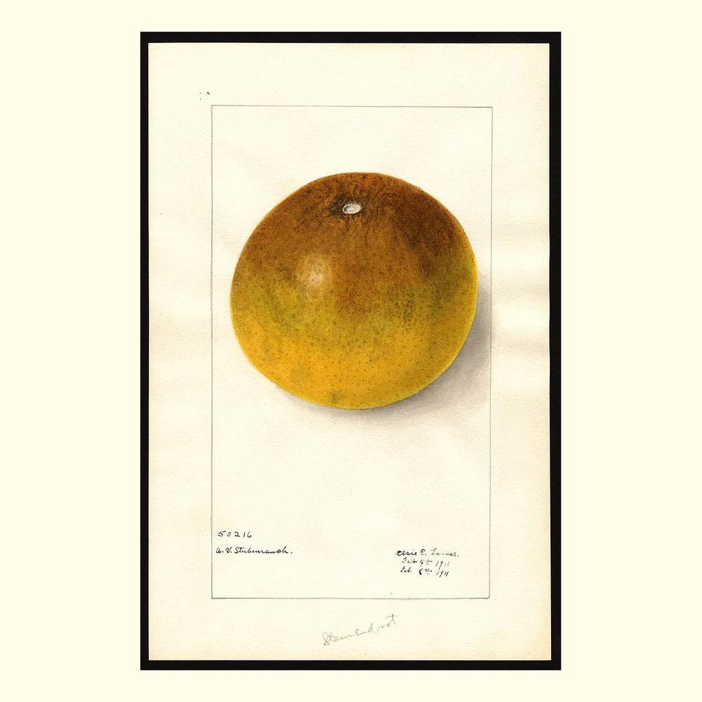 pomelo grapefruits, painted by elsie e. lower, 1911