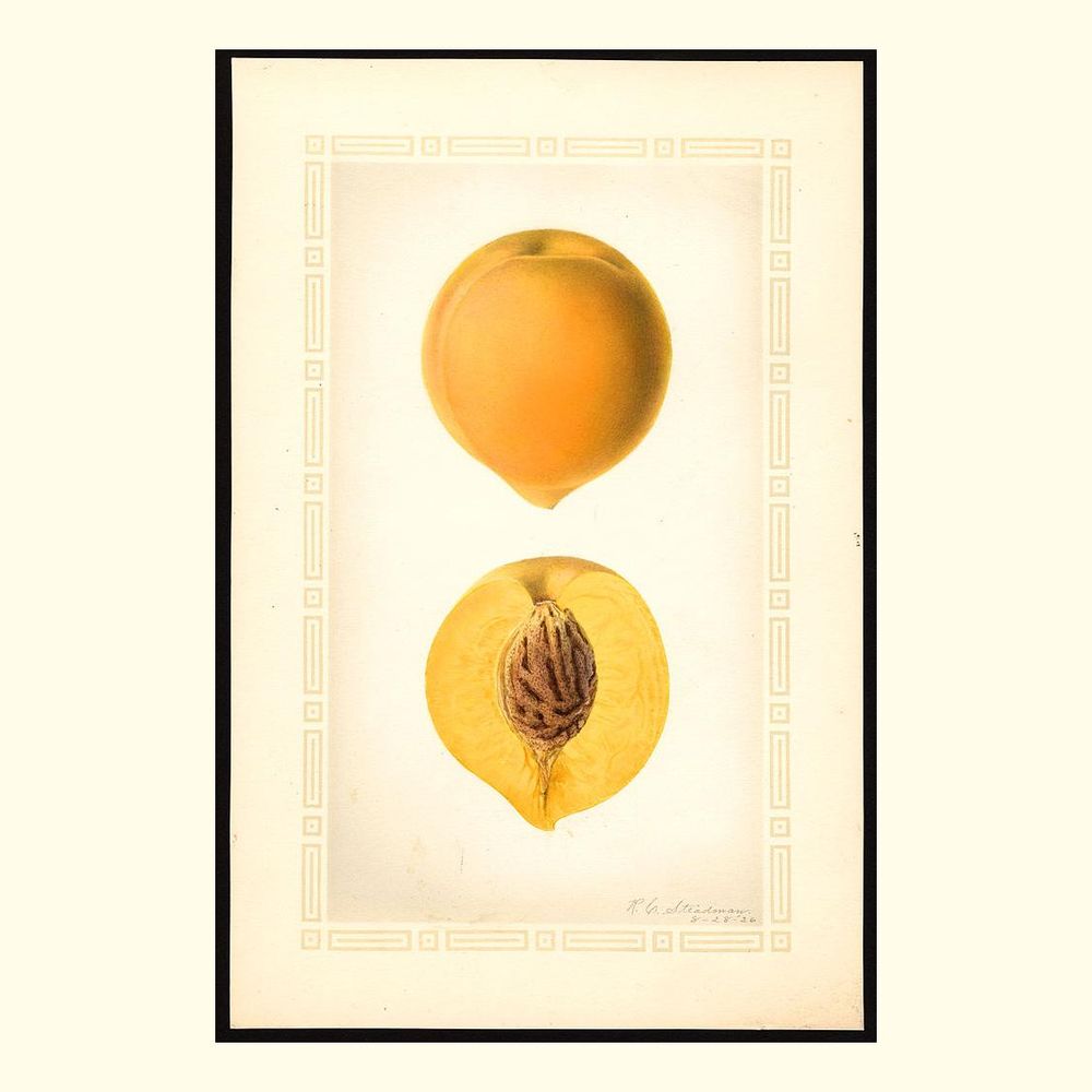 peaches, painted by royal charles steadman, 1926