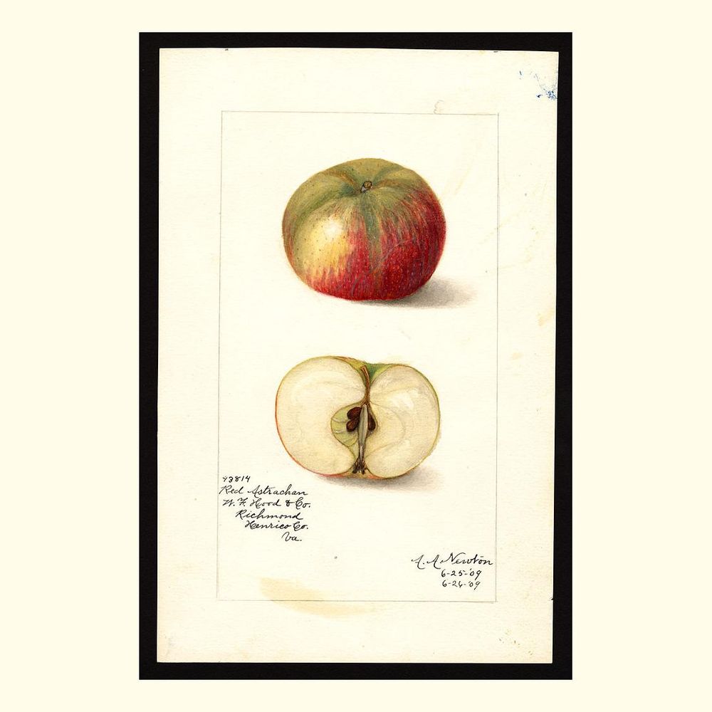 red astrachan apples, painted by amanda almira newton, 1909