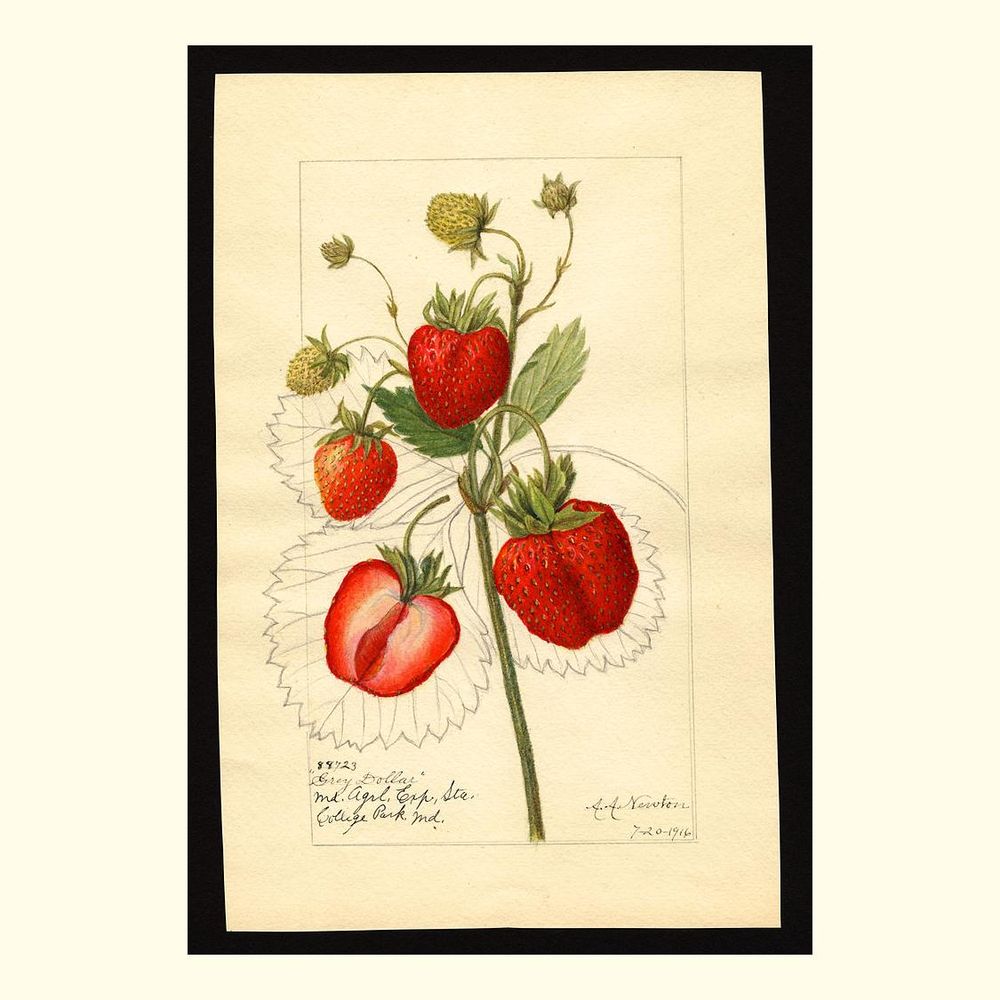 grey dollar strawberries, painted by amanda almira newton, 1916