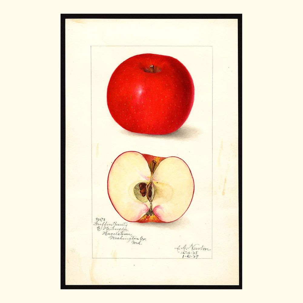 griffins beauty apples, painted by amanda almira newton, 1909